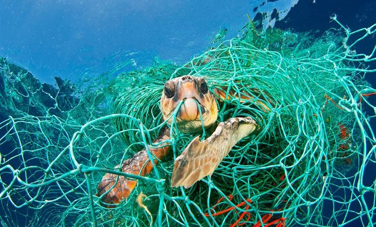 Tortuga atrapada por redes furtivas