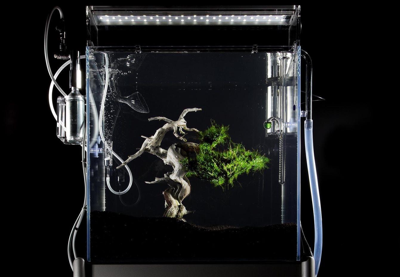 azuma3. Water and Bonsai (2012)
