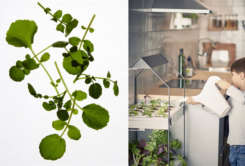 Cultivar los propios alimentos puede ser una experiencia divertida para toda la familia