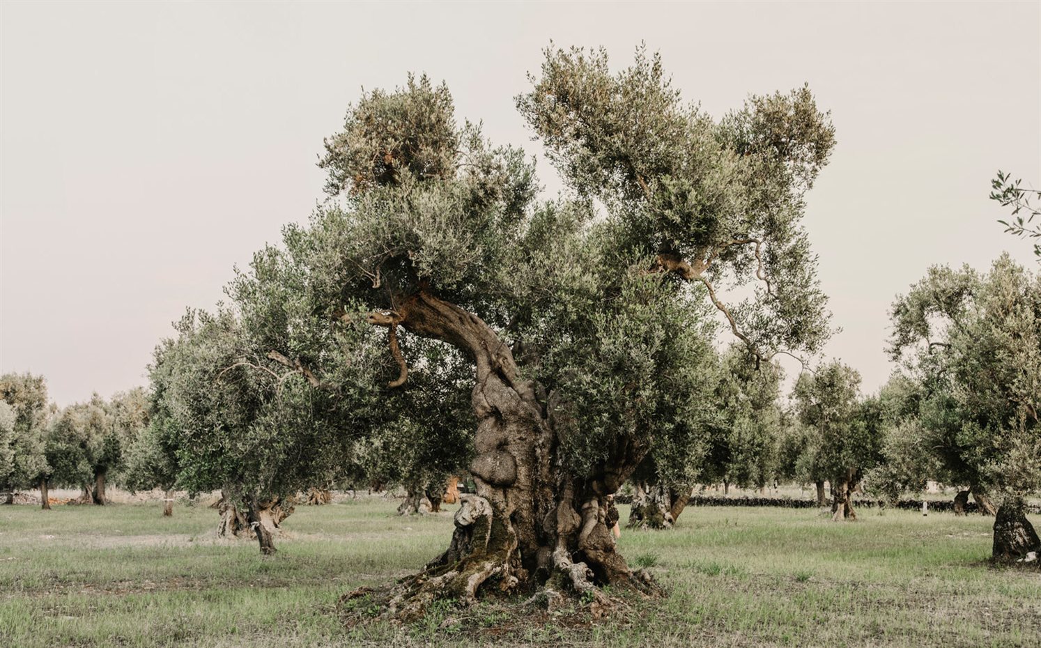  DSC6067. Cinco hectáreas de olivos centenarios rodean el hotel, donde también hay una almazara para la elaboración de aceite orgánico