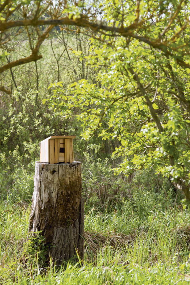 011 DSC7552. Sobre un tronco desgastado habita una casita de madera para los pájaros 