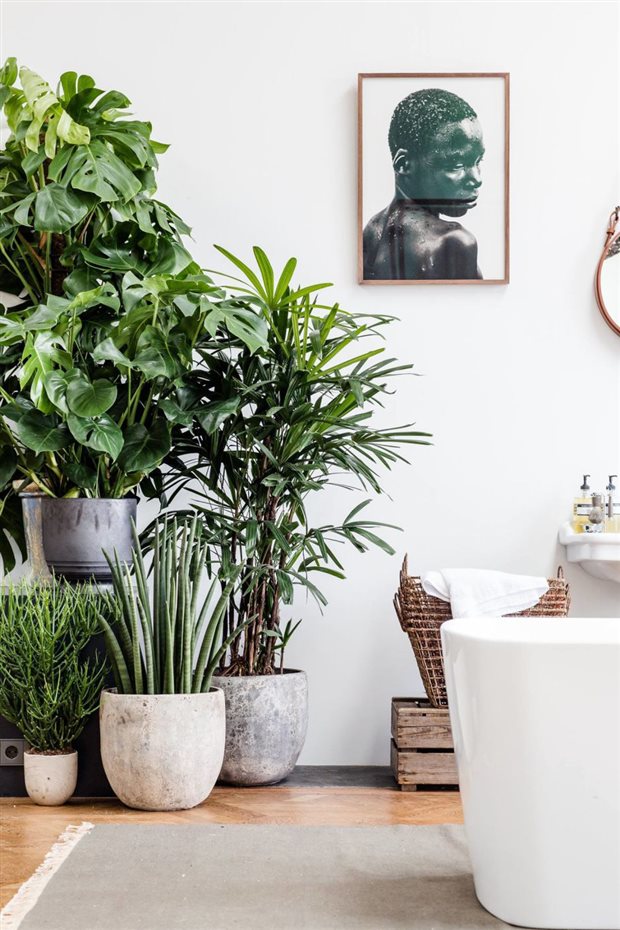 La presencia de plantas es un 'must' en cualquier espacio