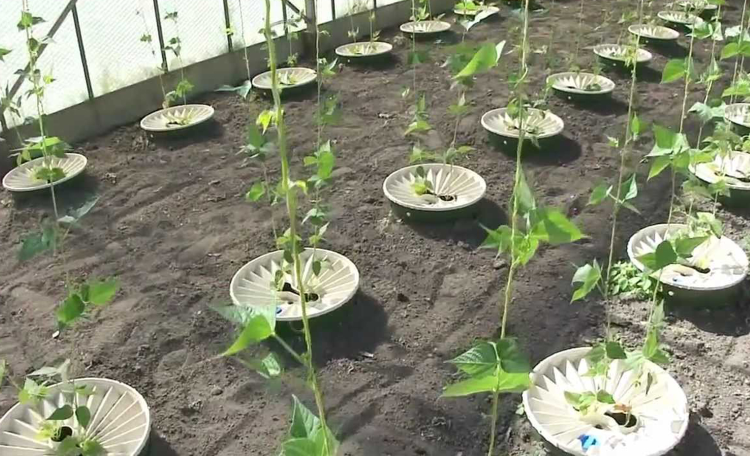 groasis waterboxx. Groasis Waterboxx es un dispositivo desarrollado por el holandés Pieter Hoff para ayudar al crecimiento de los árboles en áreas secas. La tapa de plástico recoge el agua de la lluvia y la condensación del rocío de la noche, que luego se almacena en el cubo