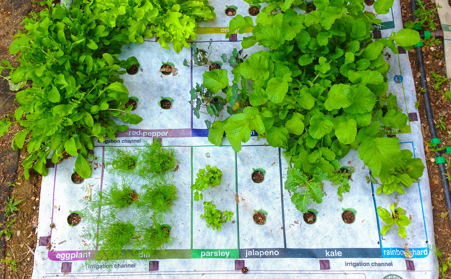 nourishmat-growing-8191d28f7bfec345cc859b02e6c4fe00afcae450. Nourishmat, desarrollado por el dúo de Earth Starter Phil Weiner y John Gorby, es una tela diseñada para servir de plantilla para un huerto urbano, ayudando no solo a plantar las diferentes semillas con las distancias adecuadas entre sí, sino también a que crezcan sanas y fuertes gracias a que lleva integrado un sistema de riego por goteo