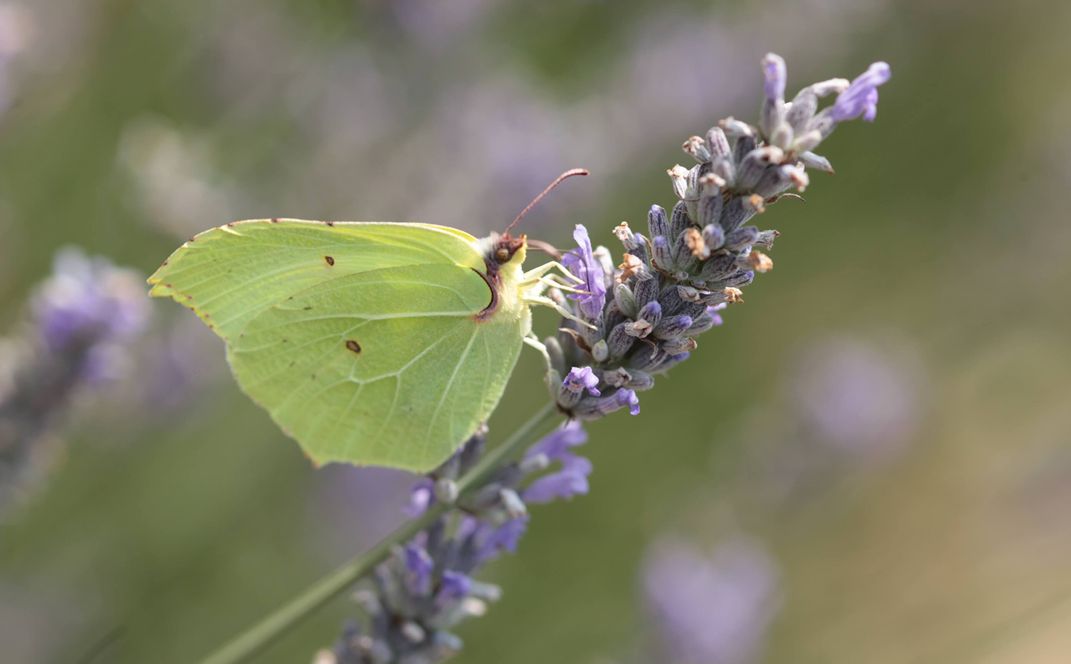 mariposa en flor lavanda 0. Fragàncies del Montseny se nutre de sus propios cultivos ecológicos de plantas aromáticas y medicinales, como la lavanda de la imagen