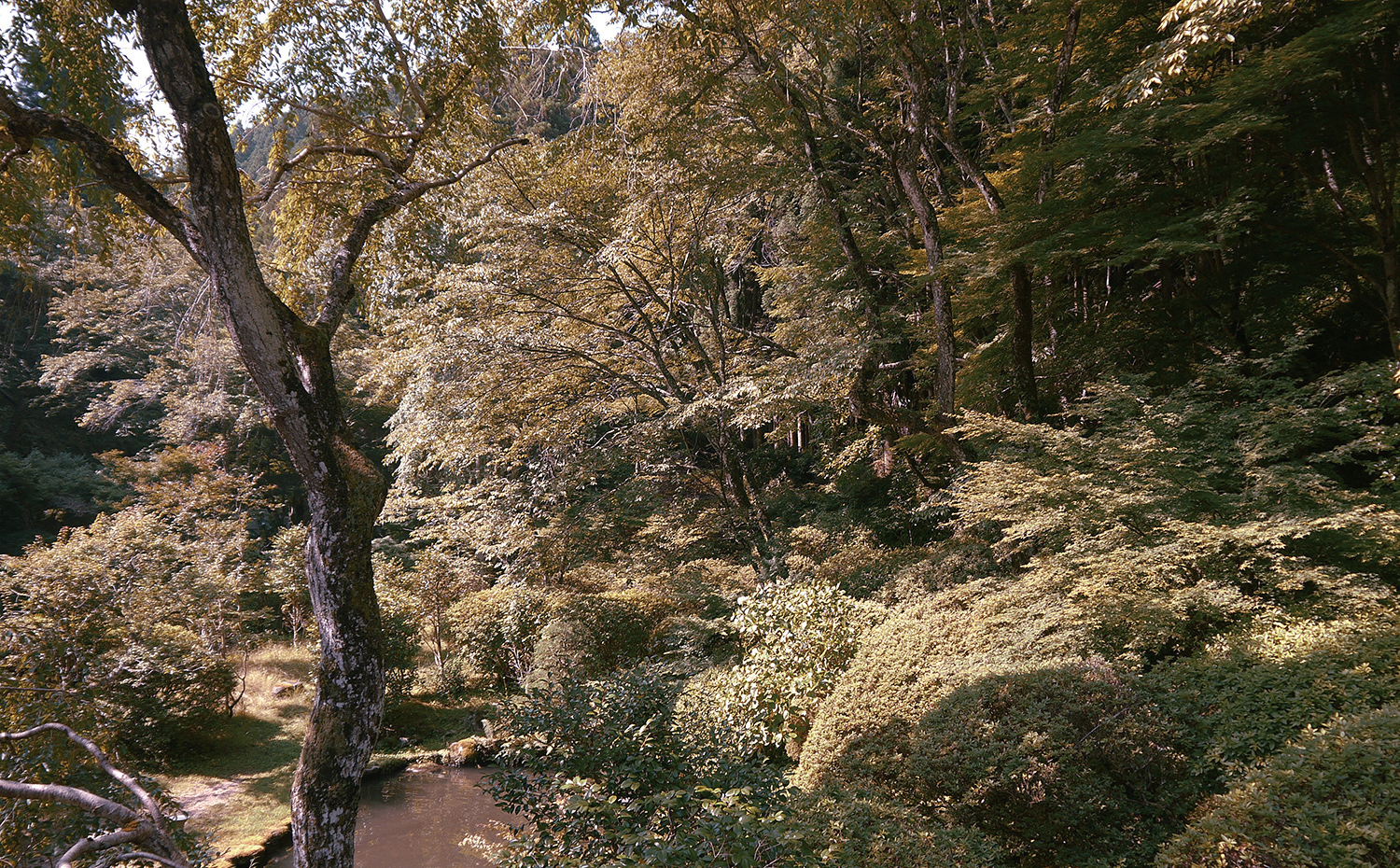 Yoshino Cedar House