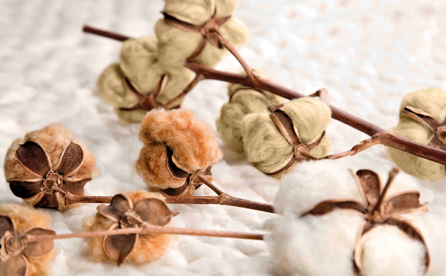 03. Algodon colorido. La empresa Organic Cotton Colours ha recuperado las semillas tradicionales de algodón verde y marrón para ofrecer tejidos de color libres de tintes
