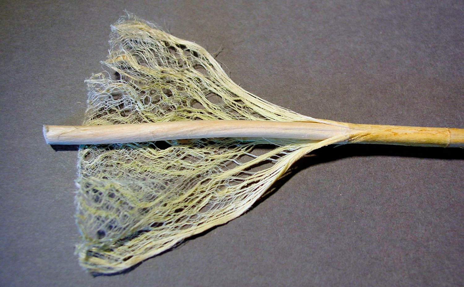 cannabis. Fibra de cáñamo