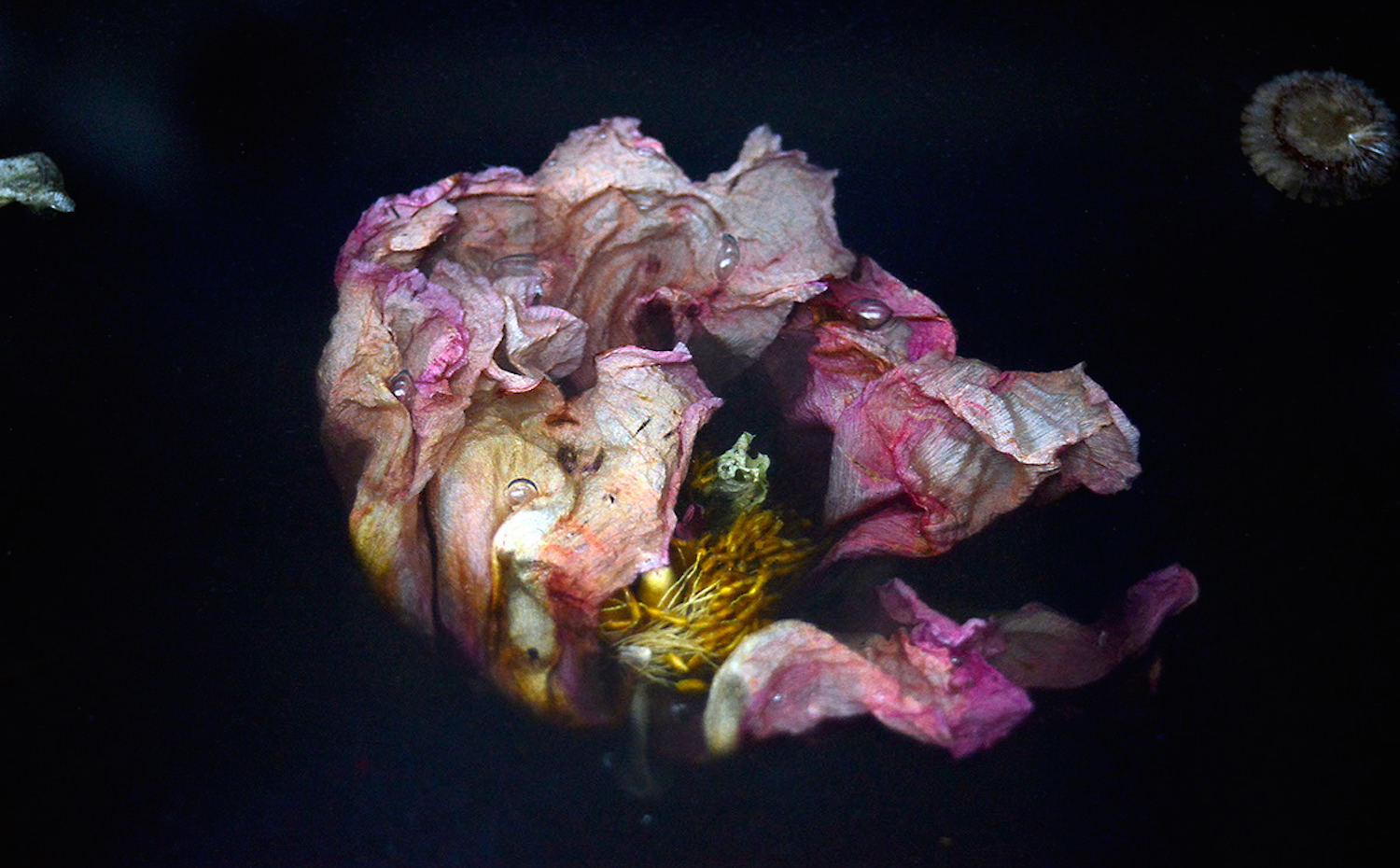 Colección Flora de Marcin Rusak