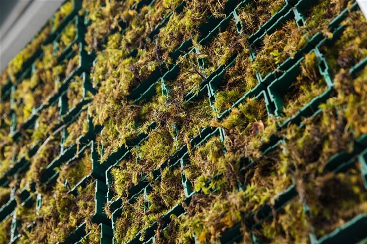 El musgo tiene una capacidad muy superior a otras plantas y árboles de absorber partículas contaminantes y gases nocivos 