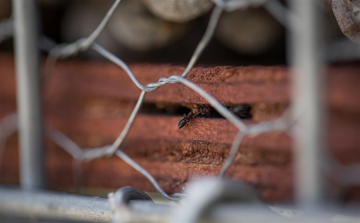 El proyecto permite la observación de cerca de la Naturaleza a la vez que mejora la calidad y biodiversidad de los parques