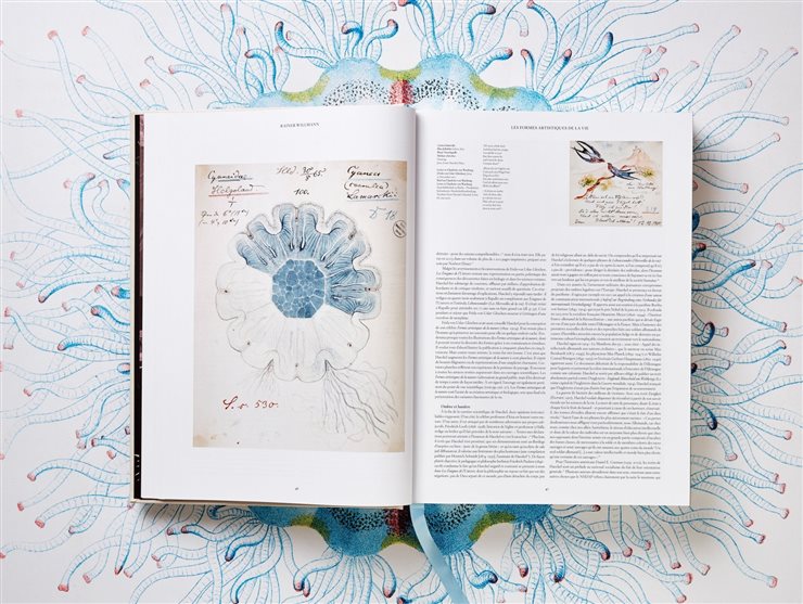 Haeckel inventó el término ecología.
