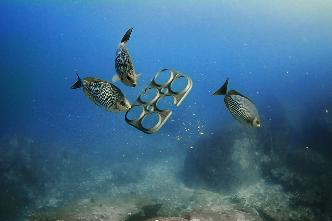 we-believers saltwater-brewery edible-six-pack-rings dezeen 1568 8. [01] Comida para los peces