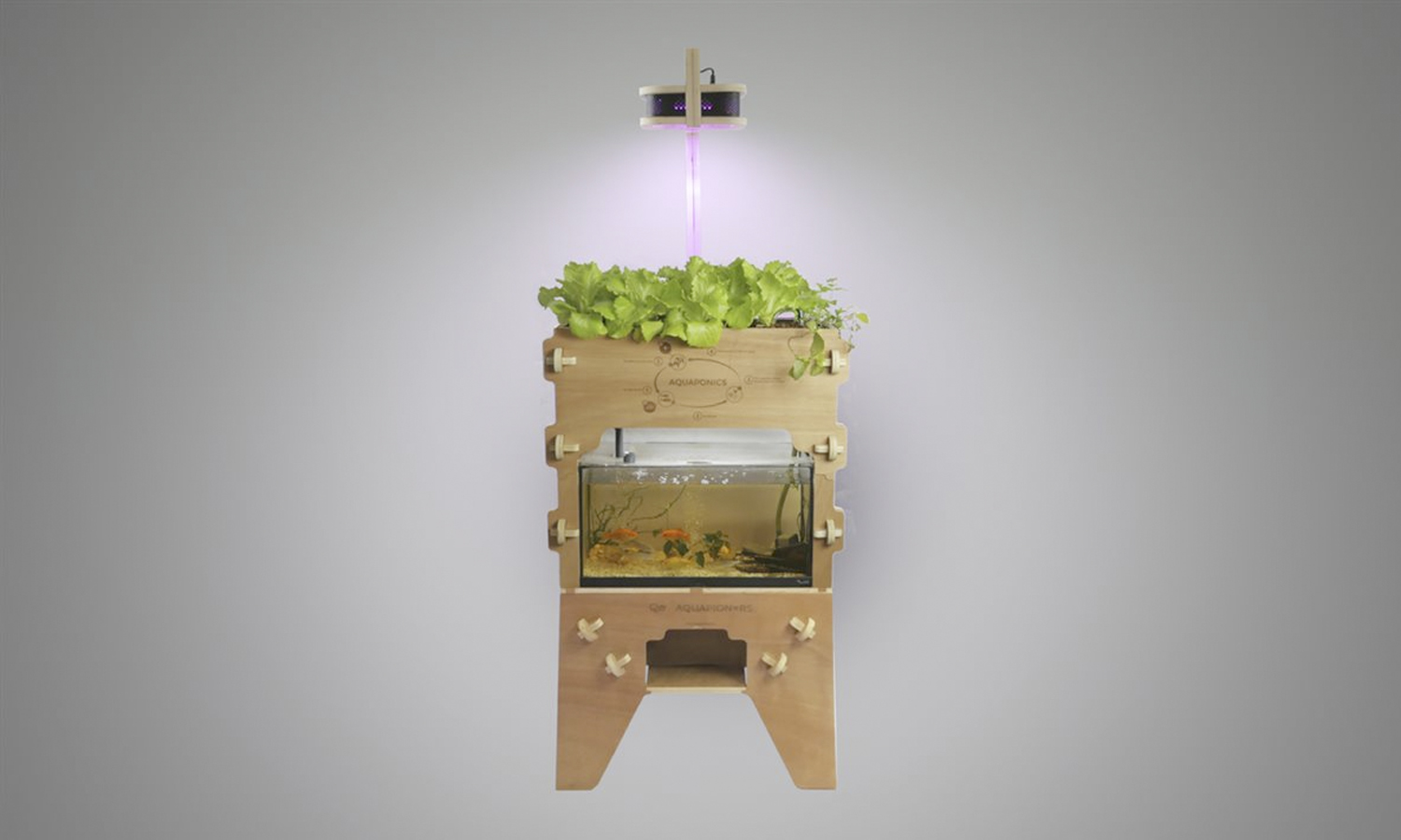 Aquapioneers es una empresa que desarrolla la agricultura urbana sostenible basada en los principios de la acuaponía.
