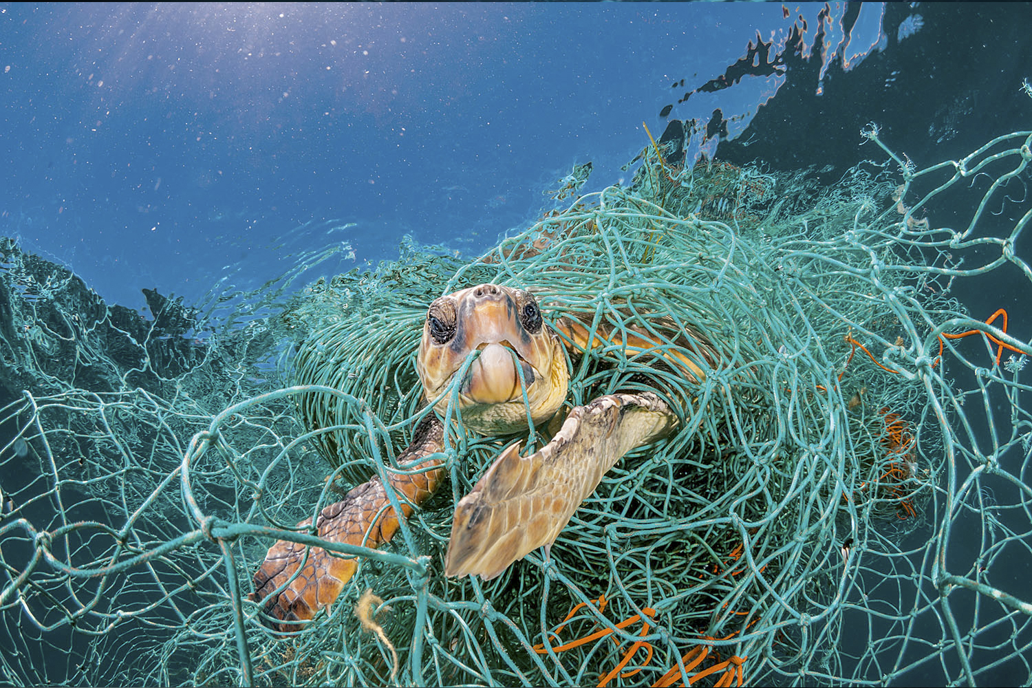 La desesperanza que trasmite la imagen de una tortuga marina atrapada en una antigua red de pesca recuerda al trabajo de la artista Isabel Muñoz.

