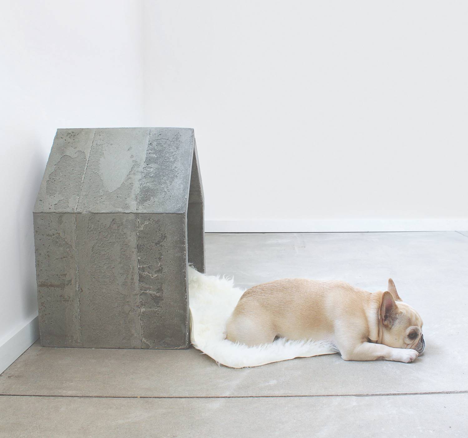 DIY Dog

