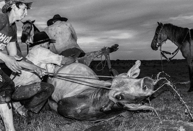 LLano, de Juanita Escobar