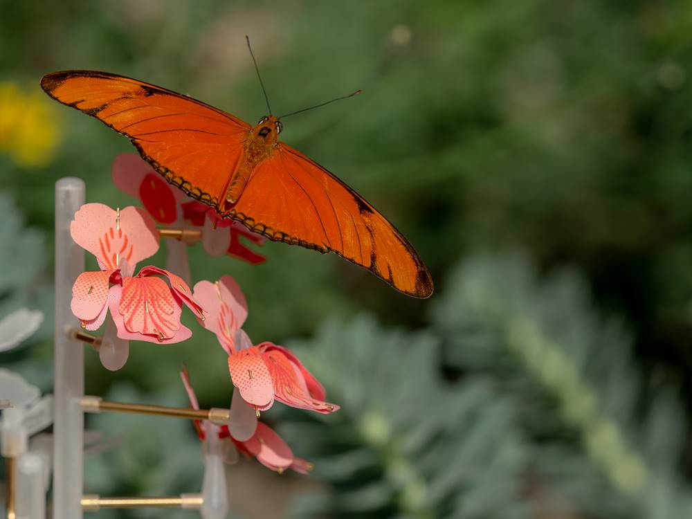 Lo hacen igualmente abejorros, moscas y mariposas.