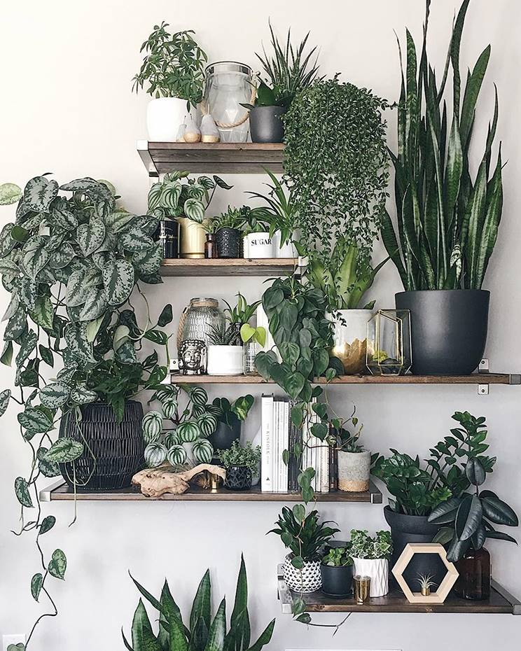 Verde que te quiero verde. plantas y flores en casa