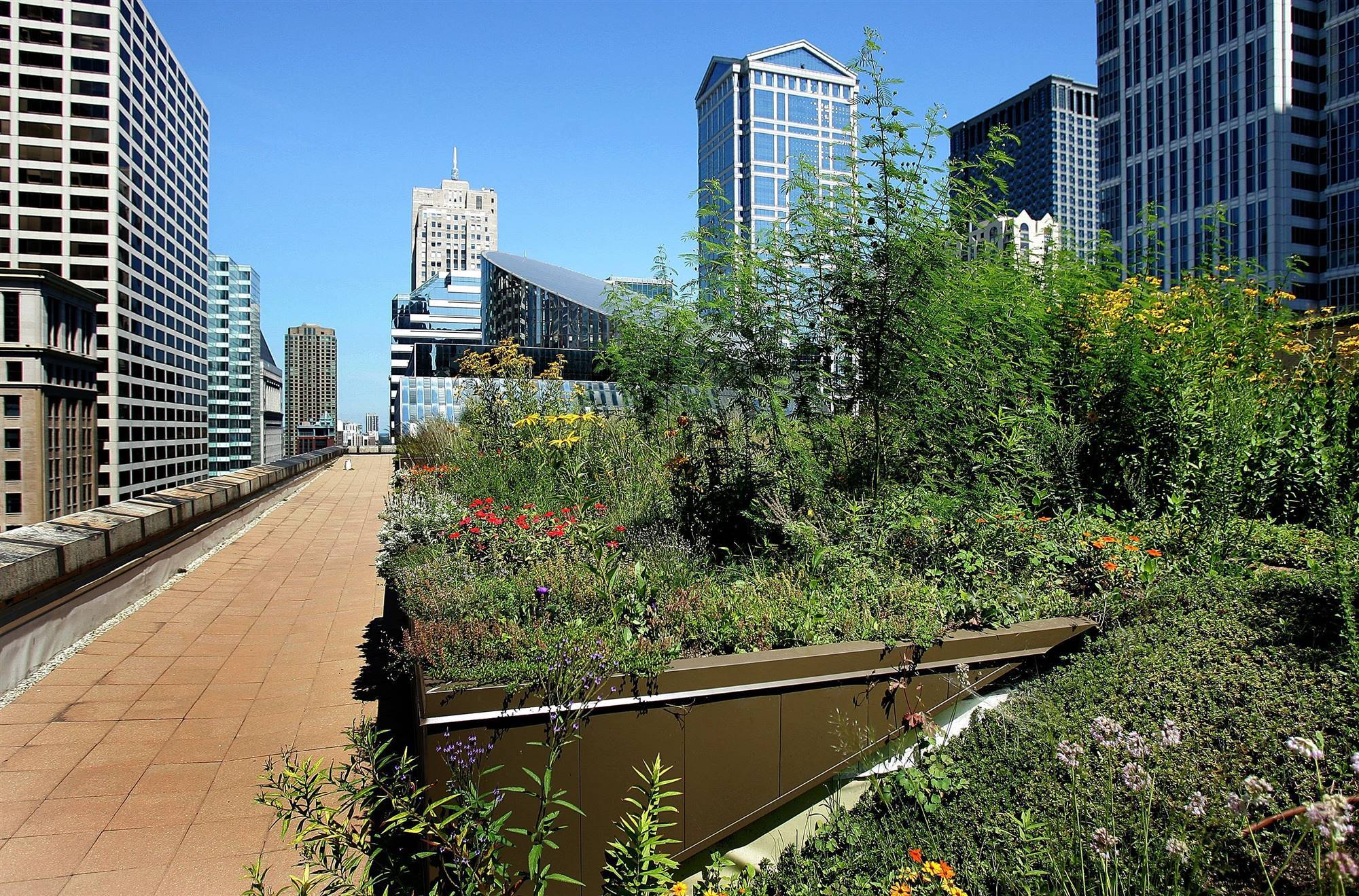 Detalle de la cubierta vegetal del ayuntamiento de Chicago