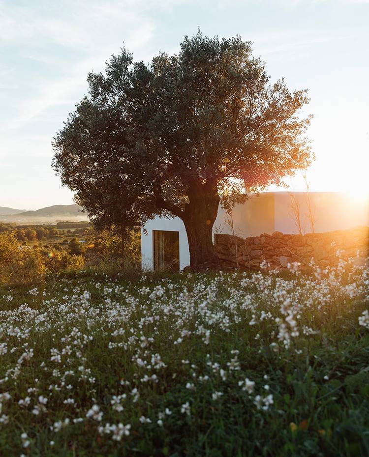 Exterior de la casa en entorno rural mediterráneo, estructura blanca con cemento y piedra natural. La ubicación y la estructura del edificio marcaron la pauta de todo el concepto, que era mantener el carácter de la arquitectura tradicional ibicenca a la vez que le daba un enfoque modernista. 