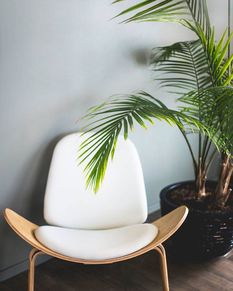 areca-palm. []3. Palma de Areca