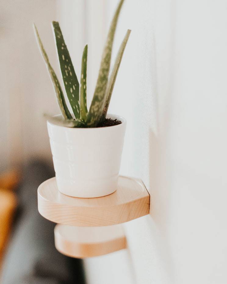 7. Aloe. []7. Aloe