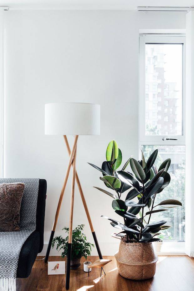 Ficus Elastica. [] 8. Ficus Elastica