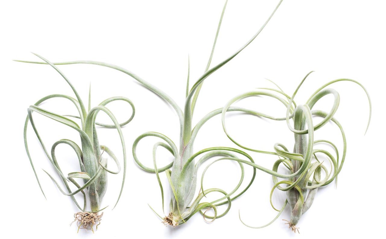 Las Tillandsia intermedia son una de las muchas variedades de plantas aéreas que puedes encontrar en el mercado.