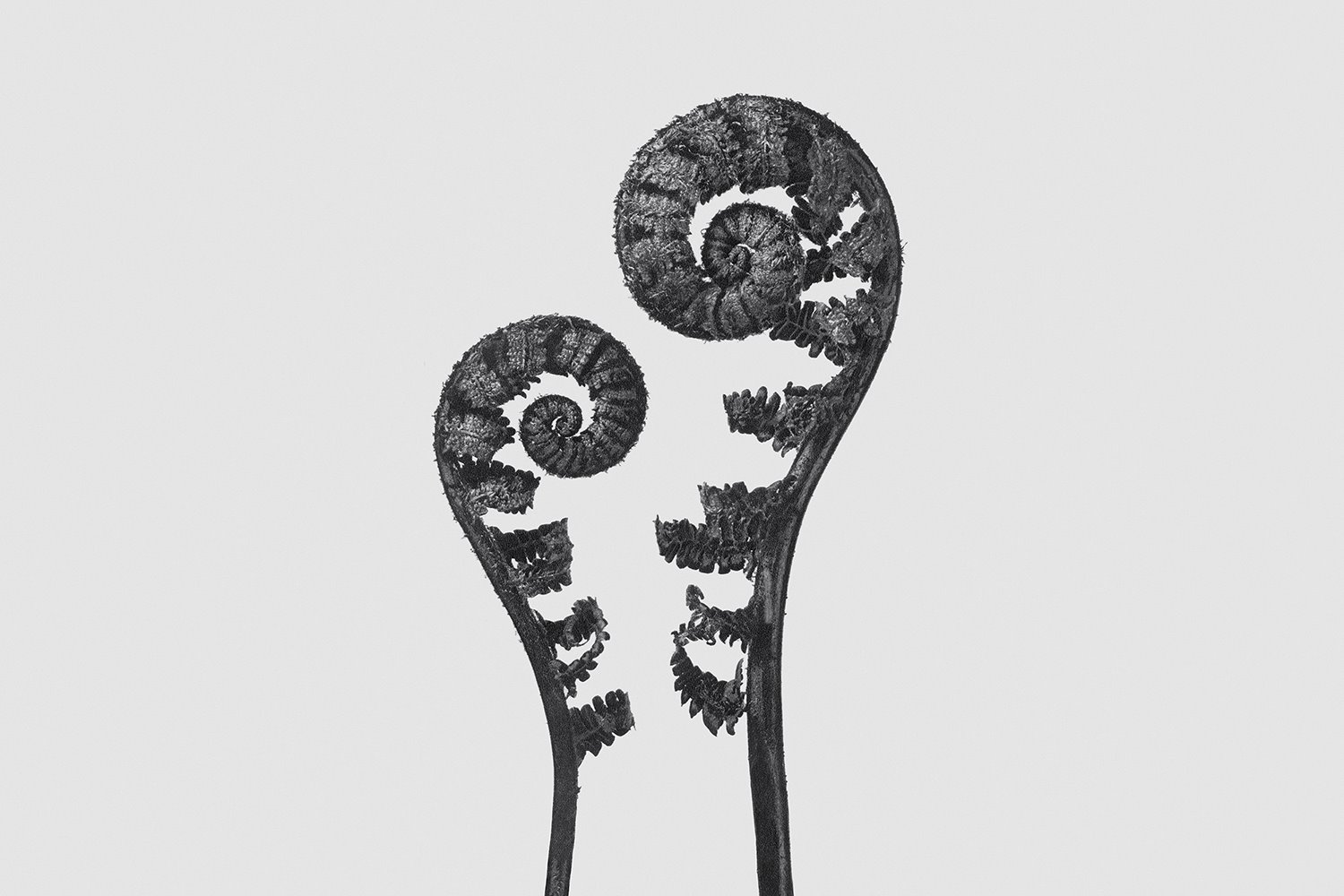 Loewe 7 Exposición Karl Blossfeldt
