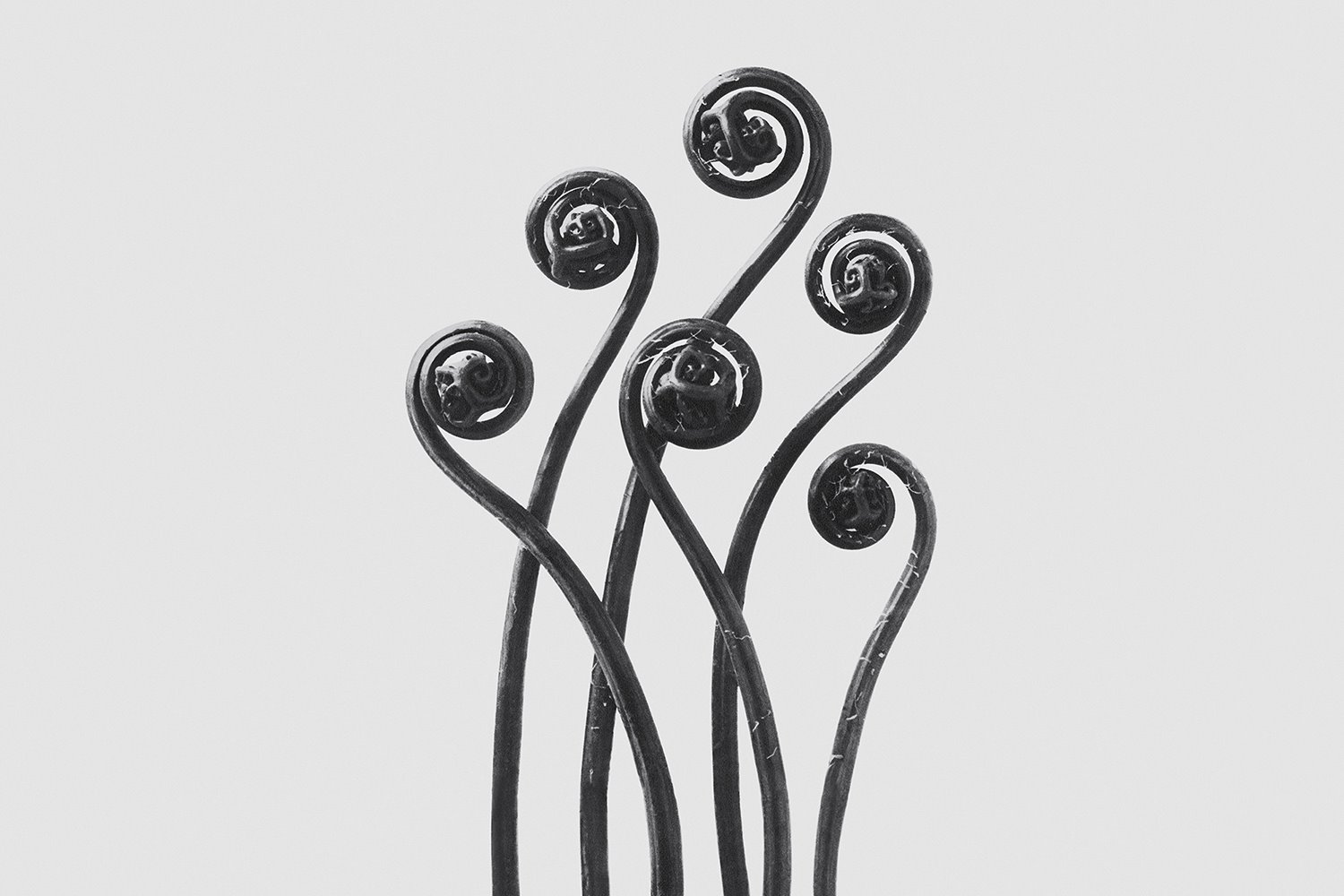 Loewe AGUA Exposición Karl Blossfeldt