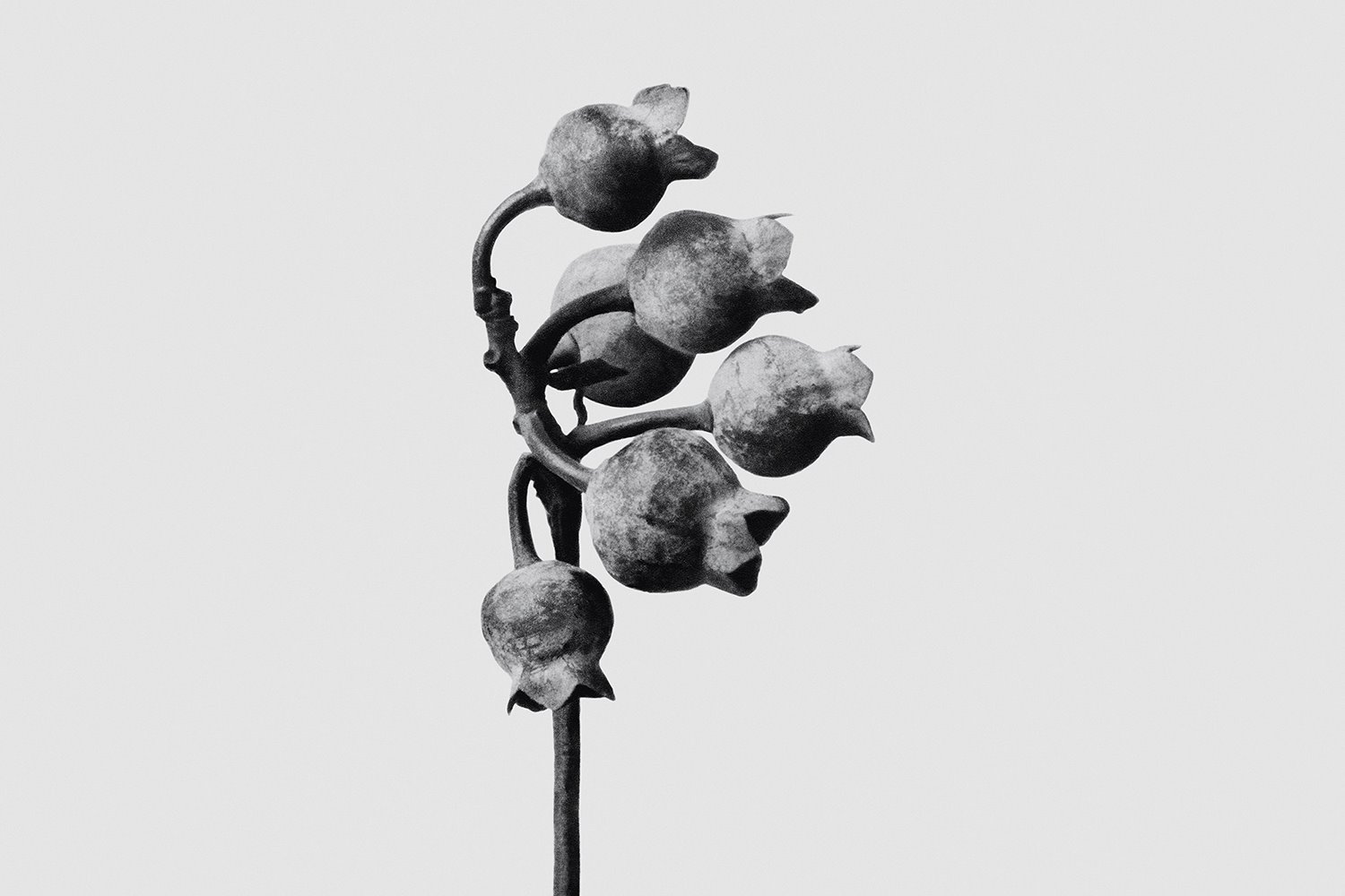 Loewe AIRE Exposición Karl Blossfeldt