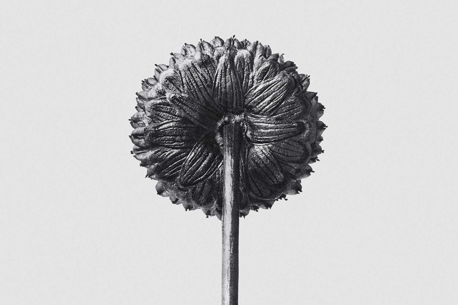 Loewe AURA Exposición Karl Blossfeldt