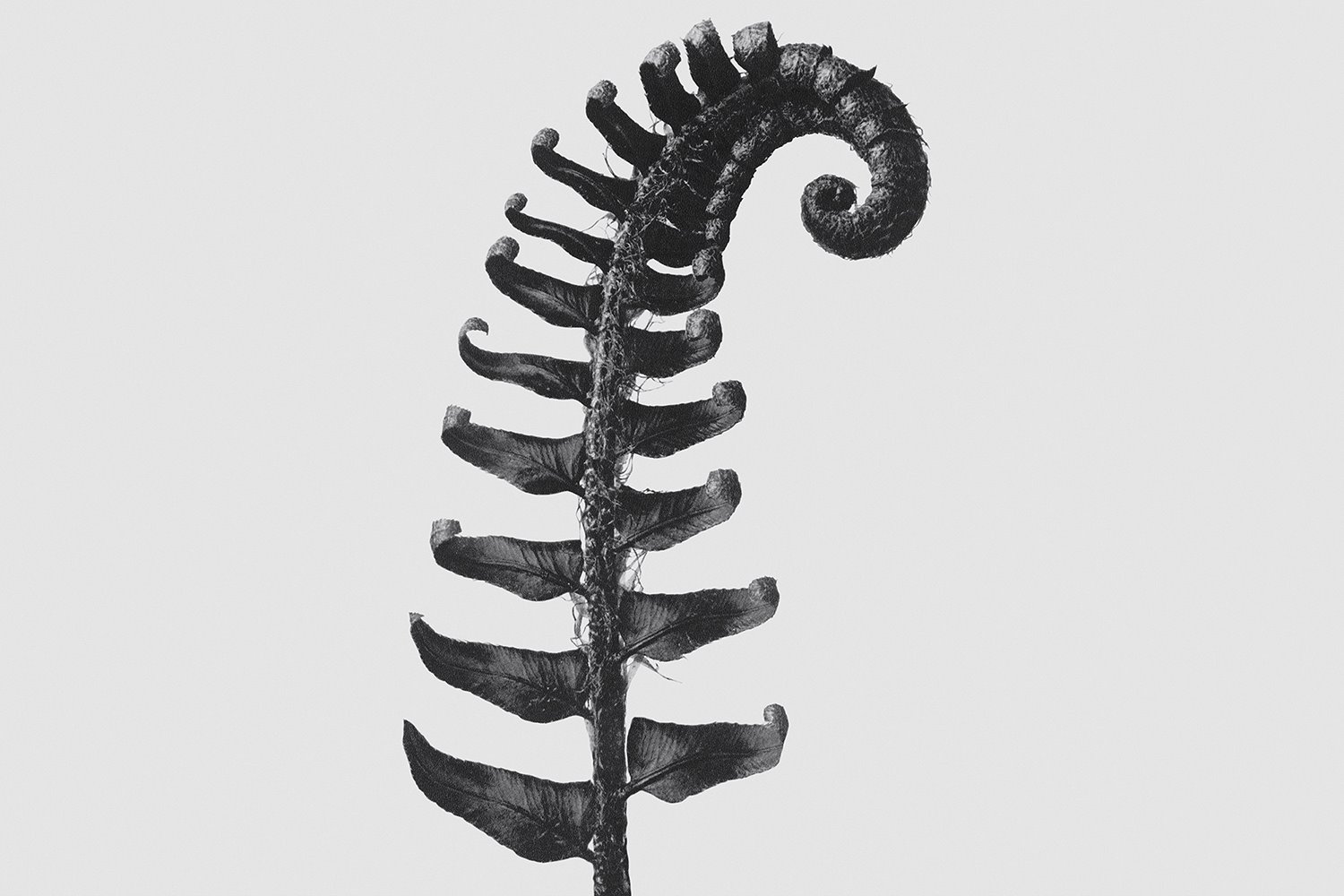 Loewe ESENCIA Exposición Karl Blossfeldt