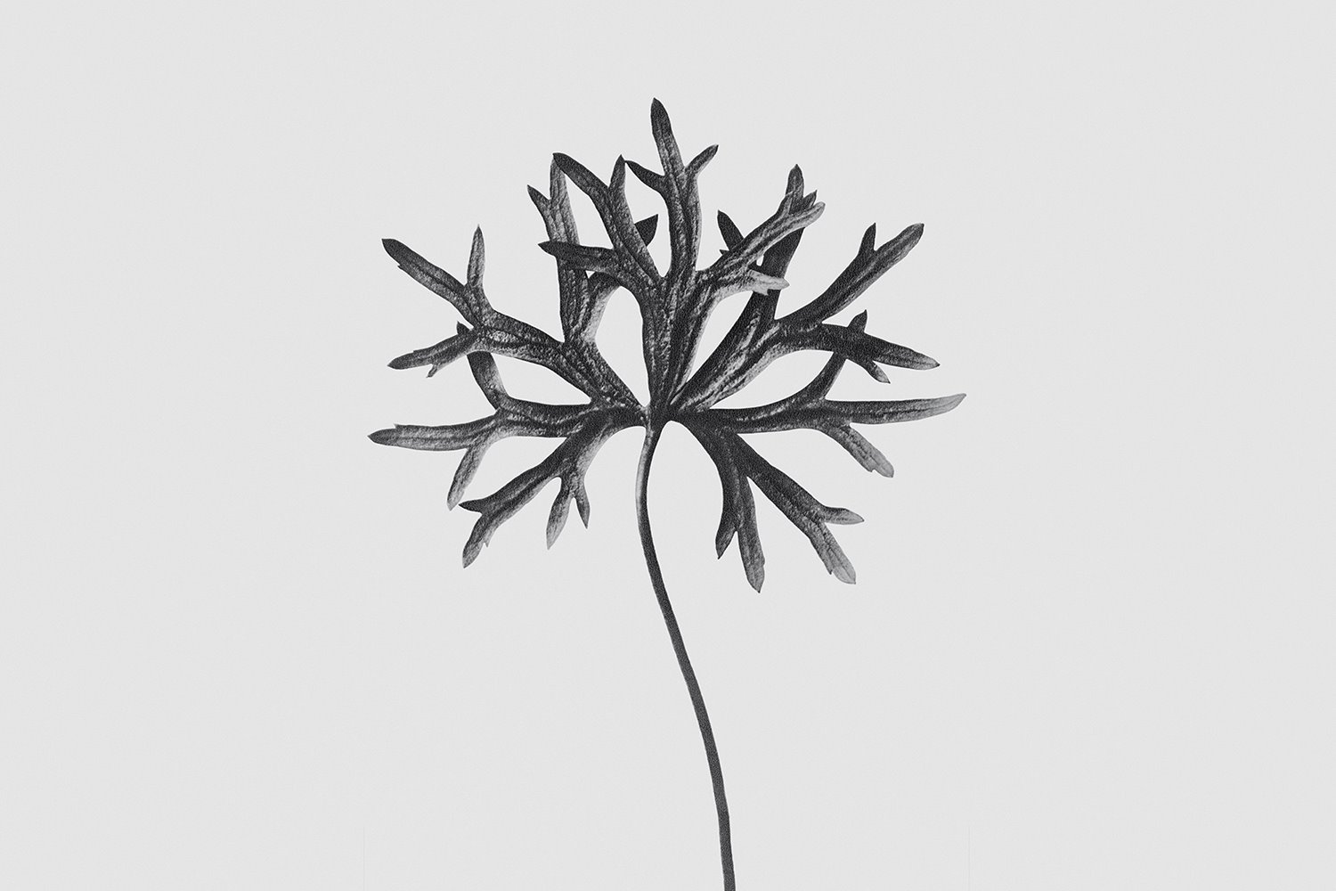 Loewe POUR Exposición Karl Blossfeldt