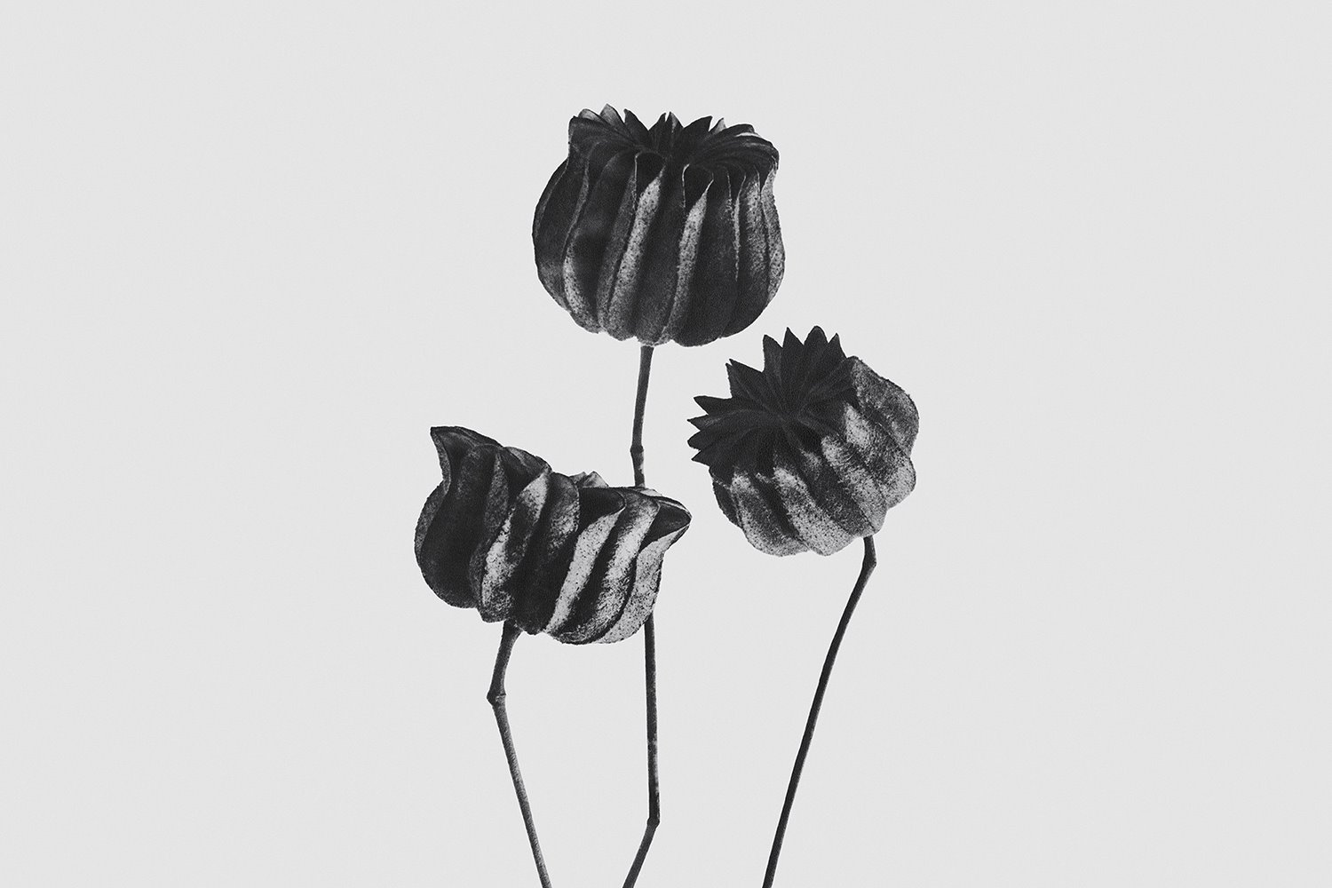 Loewe QUIZAS Exposición Karl Blossfeldt