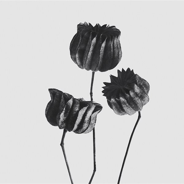 Las fotografías con mejor aroma son de Loewe