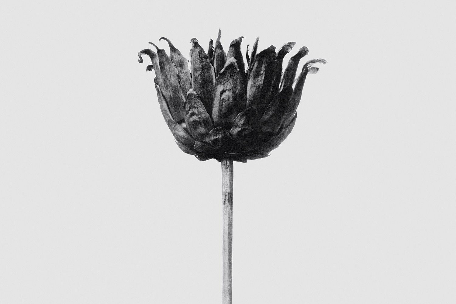 Loewe Solo ELLA Exposición Karl Blossfeldt