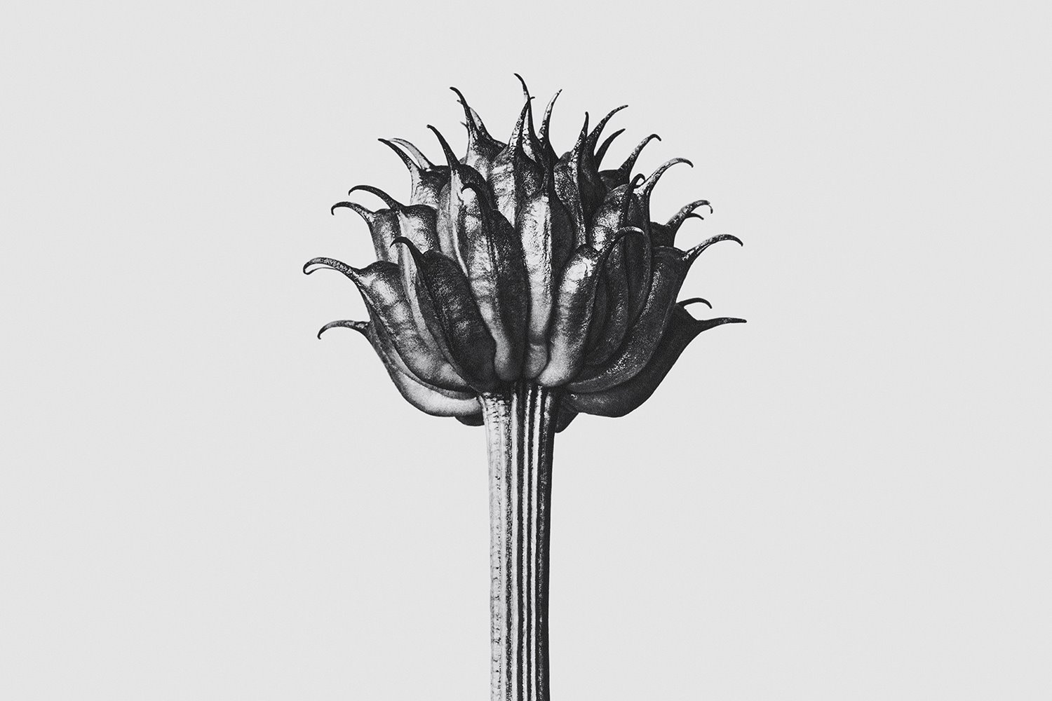 Loewe SOLO Exposición Karl Blossfeldt