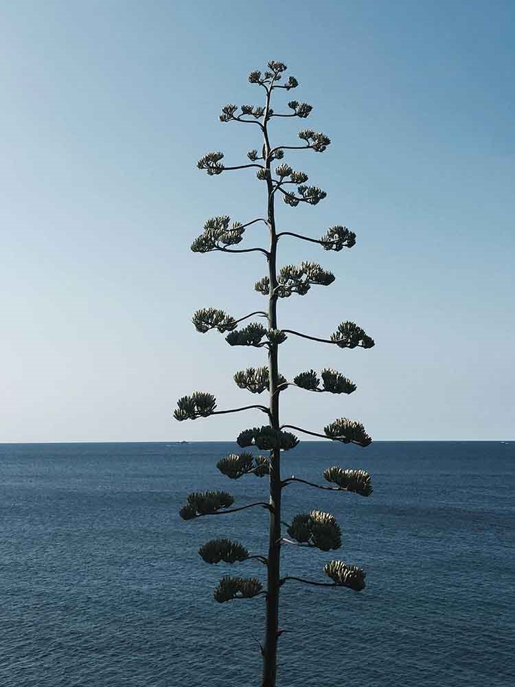 Hotel-Les-Roches-rouges-costa-azul-vegetacion