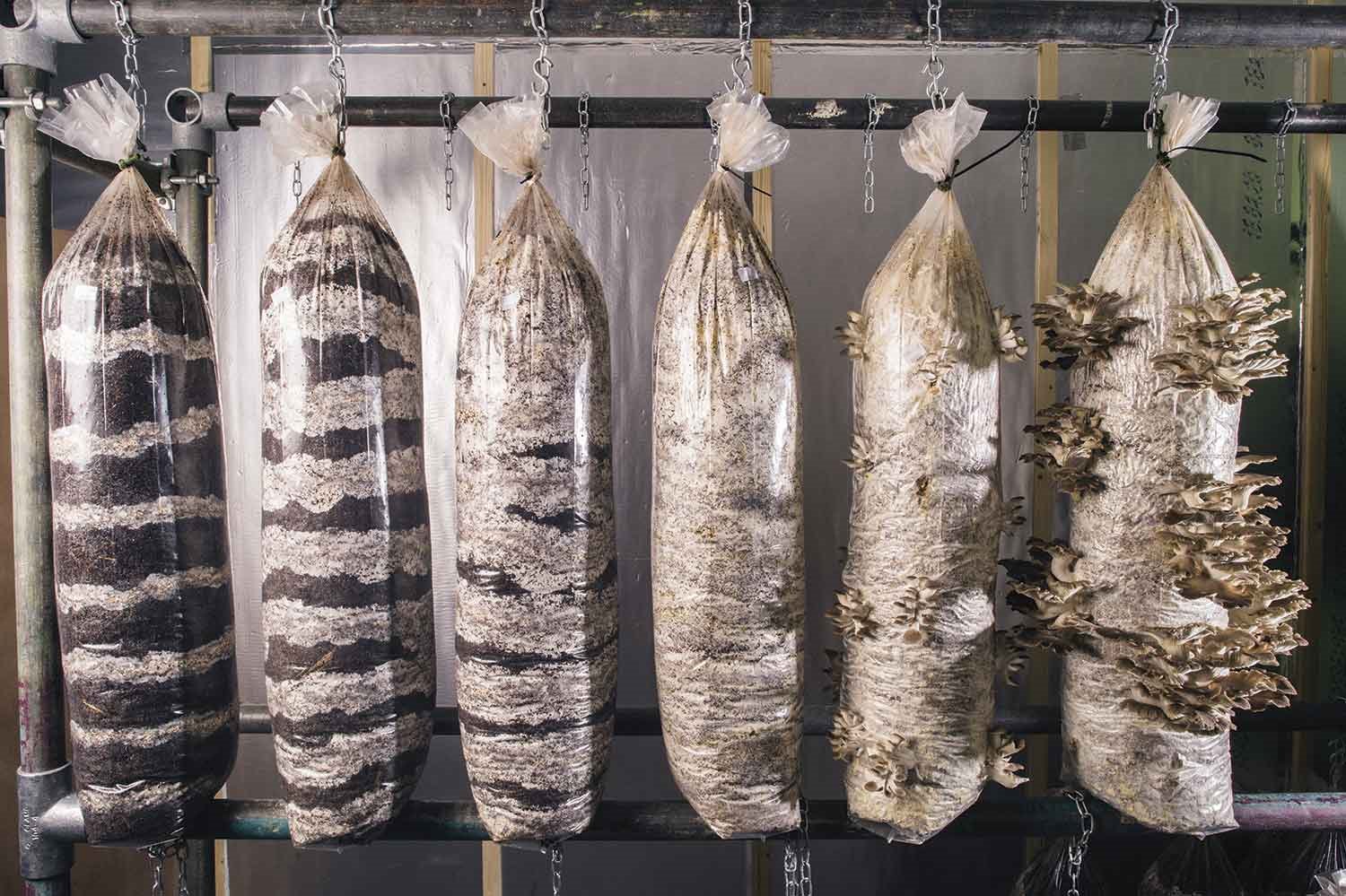 granja-de-champinones Grocycle-exposicion-food-bigger-than-the-plate-en el Museo Victoria and Albert de London