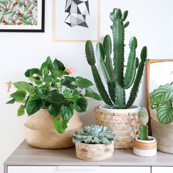 Cactus y potus