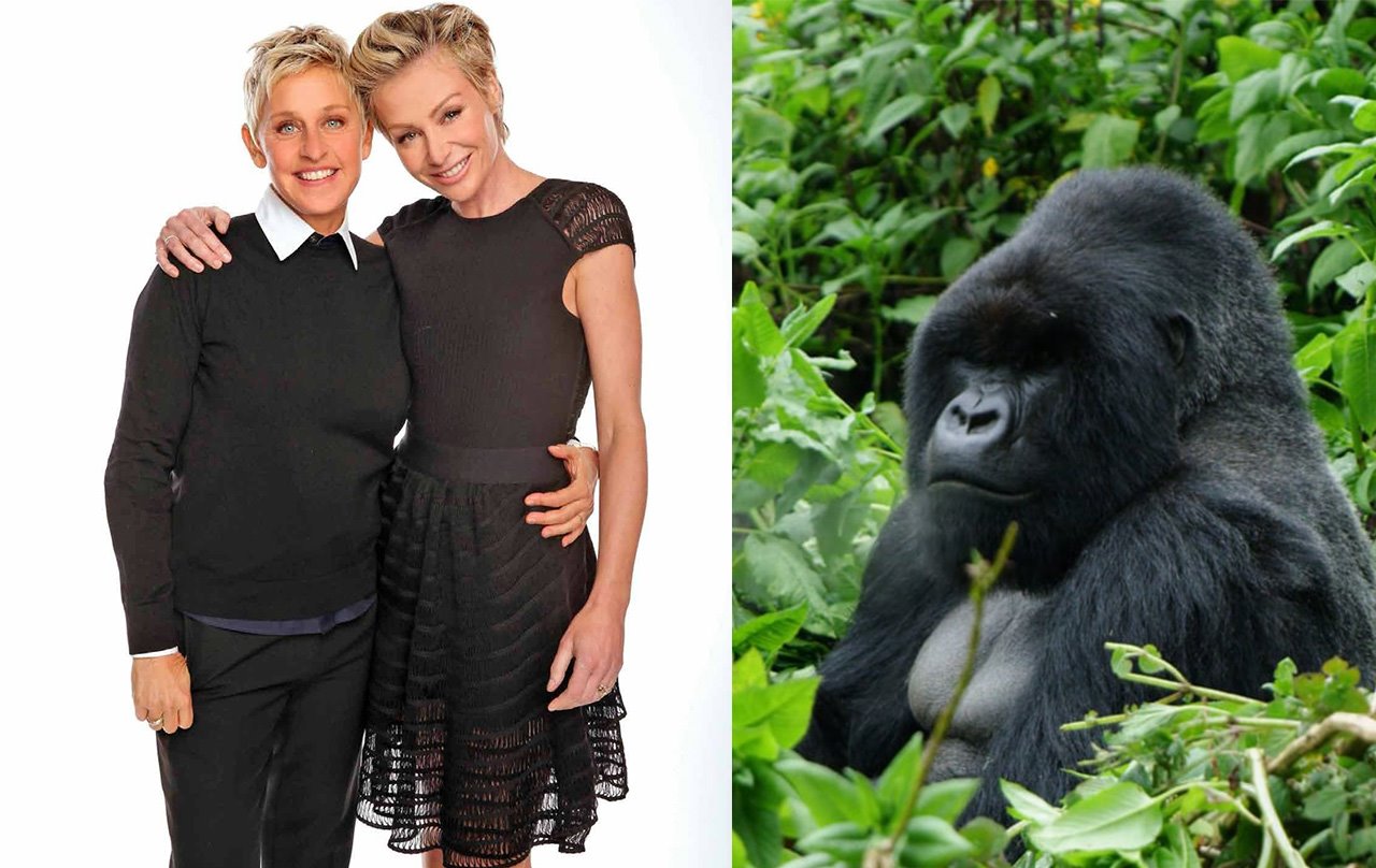 Ellen Degeneres Portia de Rossi fundacion gorilas