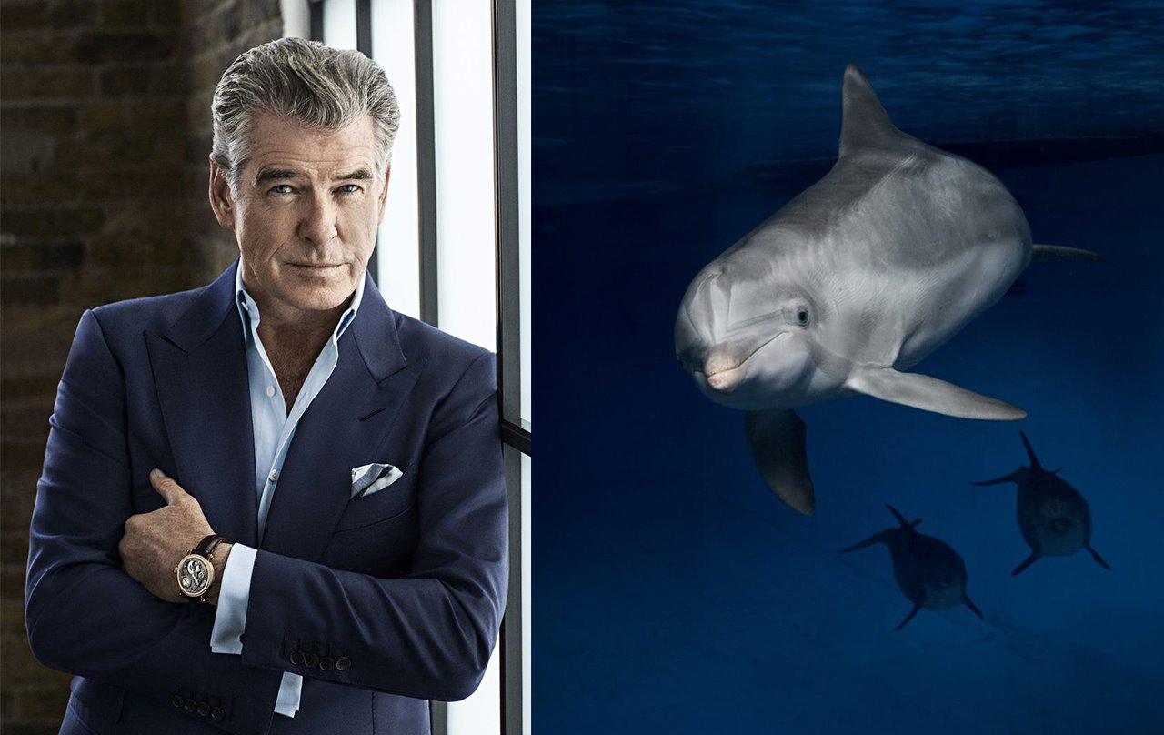 Pierce Brosnan delfines sonar marino