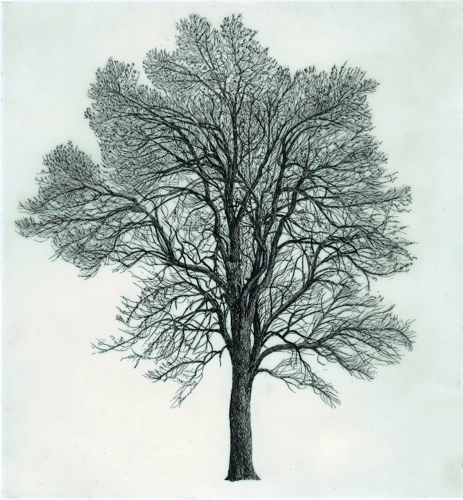 Fraxinus excelsior L de Cesare Leonardi y Franca Stagi (1963-1982)