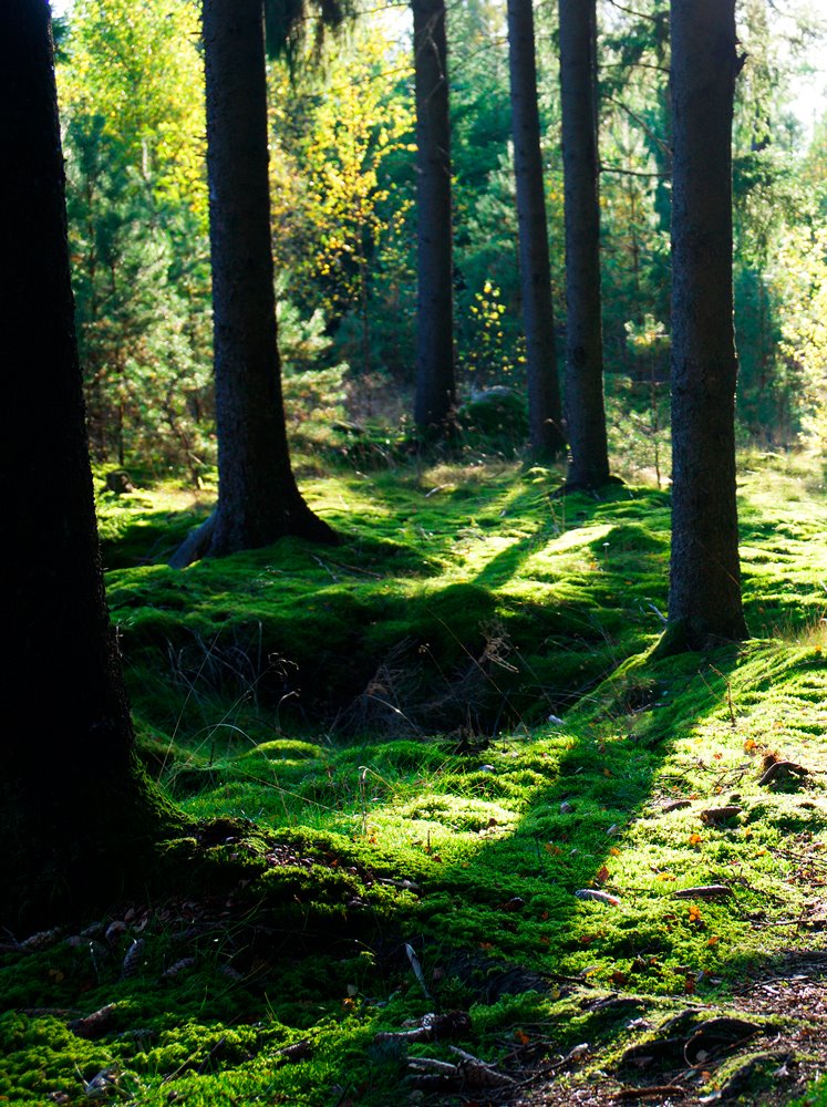 bosque de coniferas del hotel rural de Suecia Stedsans in the woods