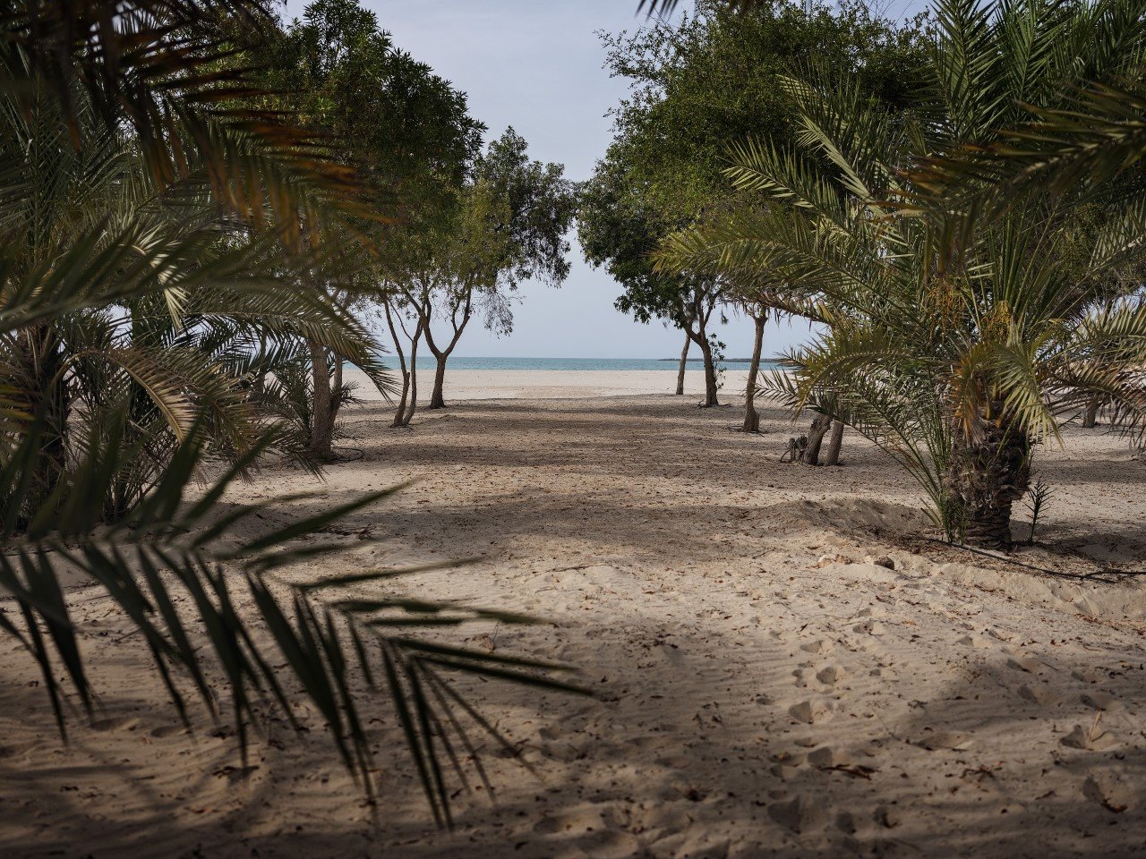 playa de AlJurf Sha Wellness Clinic Emiratos Arabes 