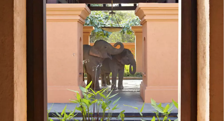 Elephant Camp