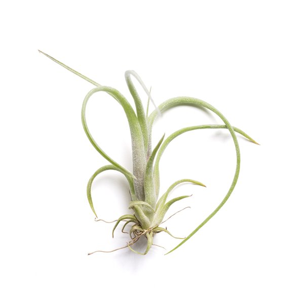 Planta de aire Tillandsia