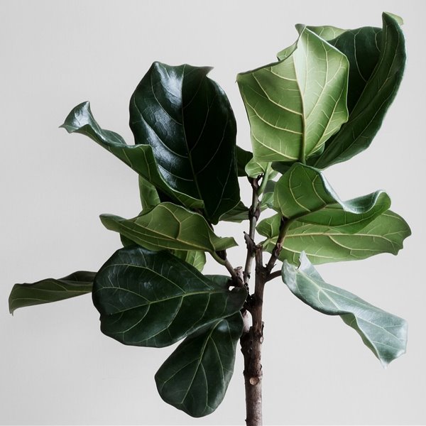 Ficus plantas fáciles de cuidar en casa